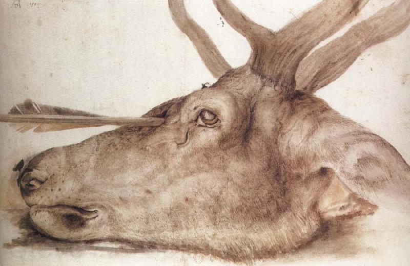 Albrecht Durer The Head of a stag Killed by an arrow Germany oil painting art